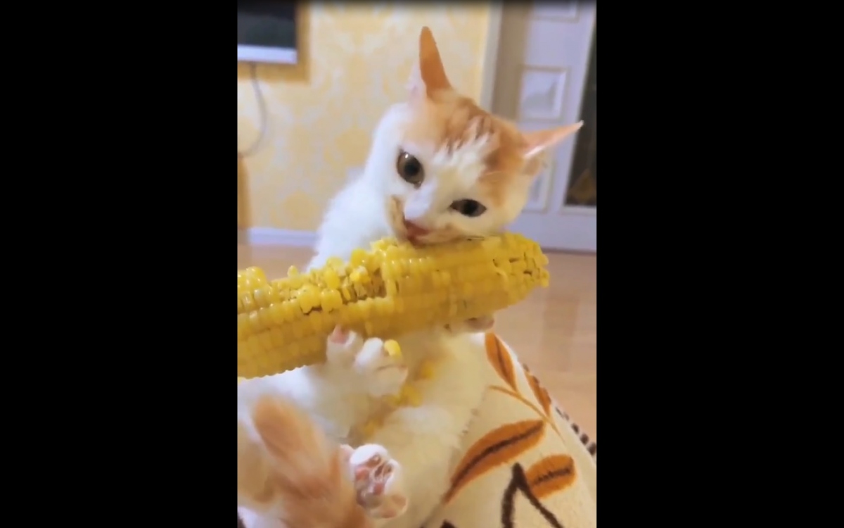 Bất ngờ về chú mèo khoái ăn bắp ngô như món chính